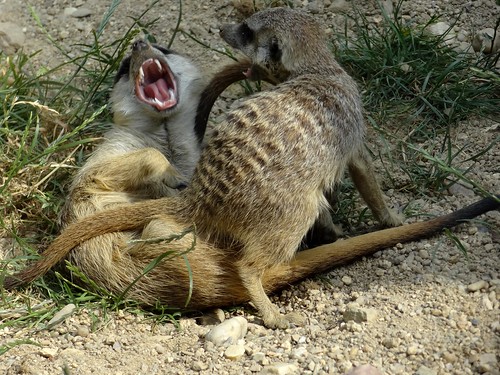 DSC00928 Zoo of Liberec, suricates play fighting