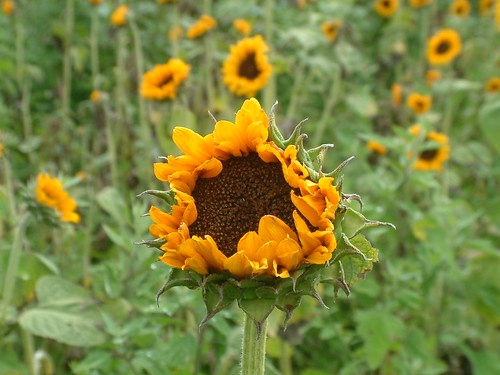 Love sunflowers. by Sunshine Gorilla