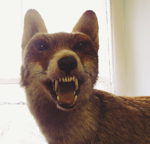 taxidermy fox