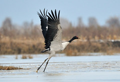 black necked Crane黑颈鹤（2）