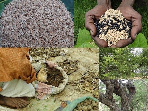 Indigenous Medicinal Rice Formulations for Heart, Kidney and Liver Diseases and Cancer and Diabetes Complications (TH Group-114) from Pankaj Oudhia’s Medicinal Plant Database by Pankaj Oudhia