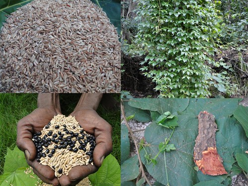 Indigenous Medicinal Rice Formulations for Pancreas Revitalization and Cancer and Diabetes Complications (TH Group-121) from Pankaj Oudhia’s Medicinal Plant Database by Pankaj Oudhia