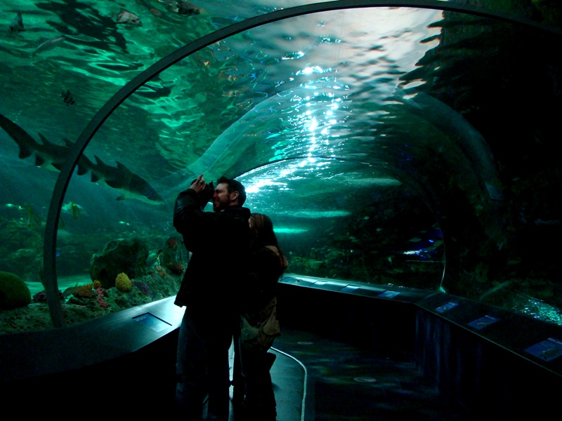 Ripley's Aquarium tunnel