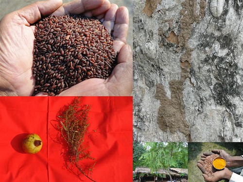 Validated and Potential Medicinal Rice Formulations for Hypertension (हाई ब्लड प्रेशर) with Diabetes mellitus Type 2 (मधुमेह) Complications (TH Group-312 special) from Pankaj Oudhia’s Medicinal Plant Database by Pankaj Oudhia