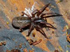 Agelenid Spider (Coelotes terrestris)