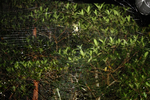 Resident spider