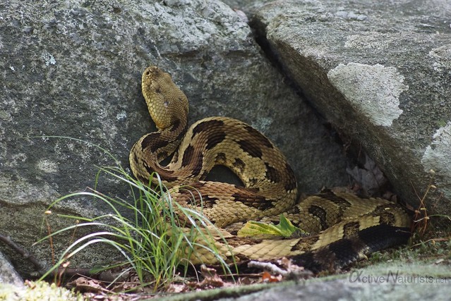 rattlesnake 0001 Harriman State Park, NY, USA