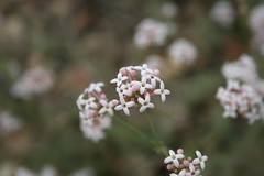 Rubiaceae