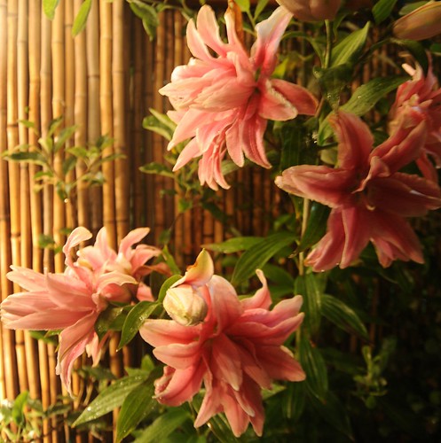 Double pink lilies in full bloom against a bamboo fence, A Garden for the Buddha, Seattle, Washington, USA by Wonderlane