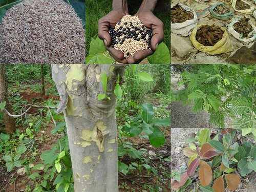 Indigenous Medicinal Rice Formulations for Diabetes and Cancer Complications, Heart, Spleen and Liver Diseases (TH Group-107) from Pankaj Oudhia’s Medicinal Plant Database by Pankaj Oudhia