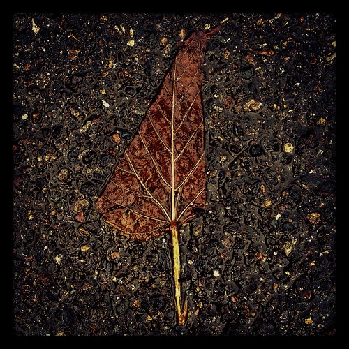 leafnowind by Nature Morte