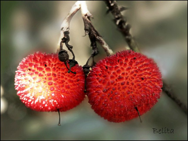 strawberry tree fruit-