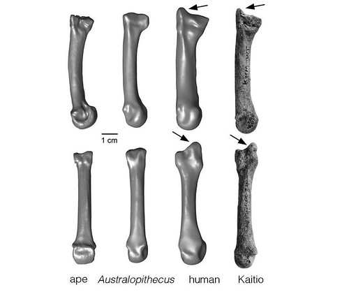 The styloid process is a projection of bone. Ward and her team found a styloid process at the end of a hand/wrist bone more than 1.42 million years old, indicating this anatomical feature existed more than half a million years earlier than previously known. By explanation, above, Australopithecus is an early hominin that is generally thought to be ancestral to, and predates, the Homo genus, which contains the earliest species of the human line. Credit: University of Missouri
