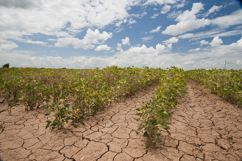 Soybeans show the effect of the Texas drought near Navasota, TX on Aug. 21, 2013. USDA photo by Bob Nichols.