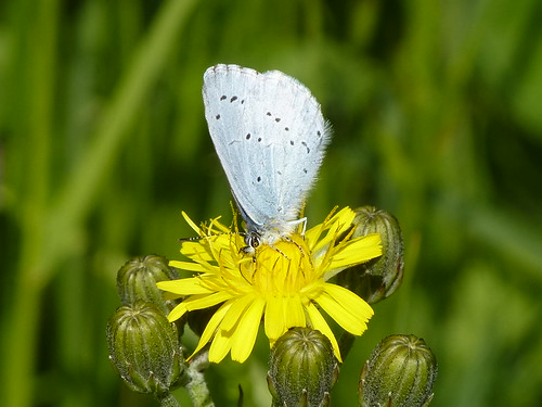 Holly Blue butterfly by Linda Yarrow