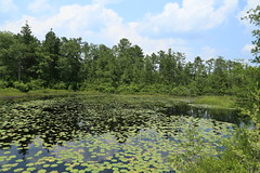 Goodwater Bog at Parker Preserve, NJ 2013