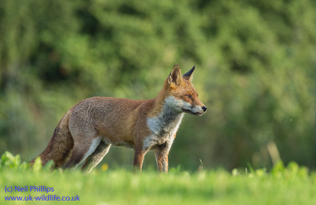 red fox Vulpes vulpes-3