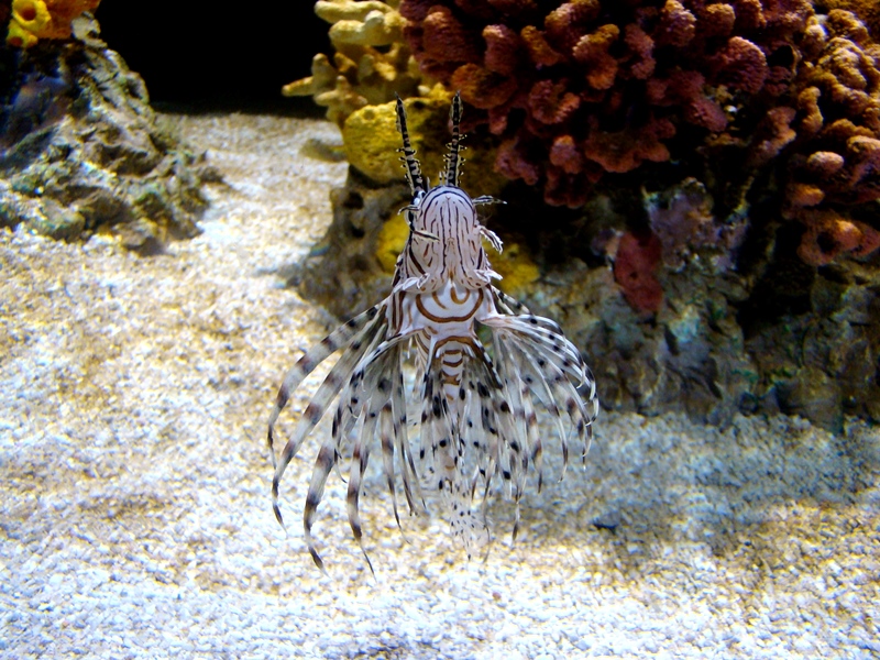 Ripley's Aquarium Turkeyfish
