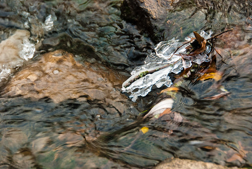 Iced fall leaf in the brook - #335/365 by PJMixer