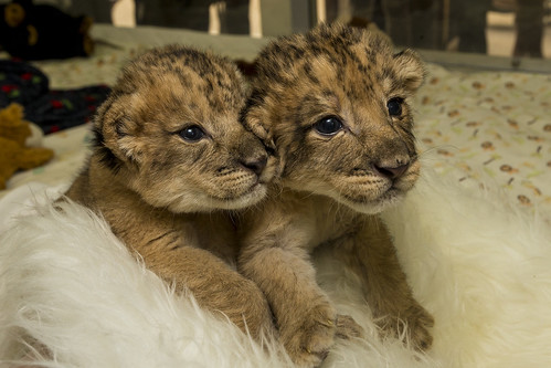 Precious Pair: Lion Siblings Thrive at San Diego Zoo Safari Park by San Diego Zoo Global