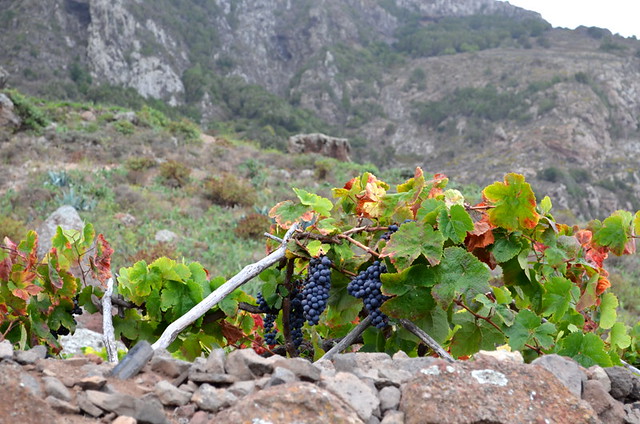 Vines growing in the Anaga Mountains, Tenerife