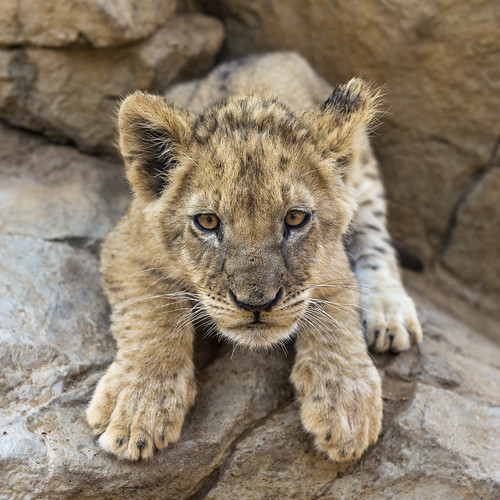Lion cub about to pounce by Tambako the Jaguar