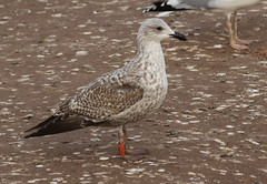 Goéland argenté - Larus argentatus - Herring Gull - 2:DAX