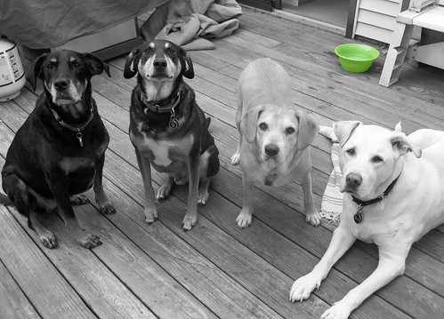 4dogs_61813_BW
