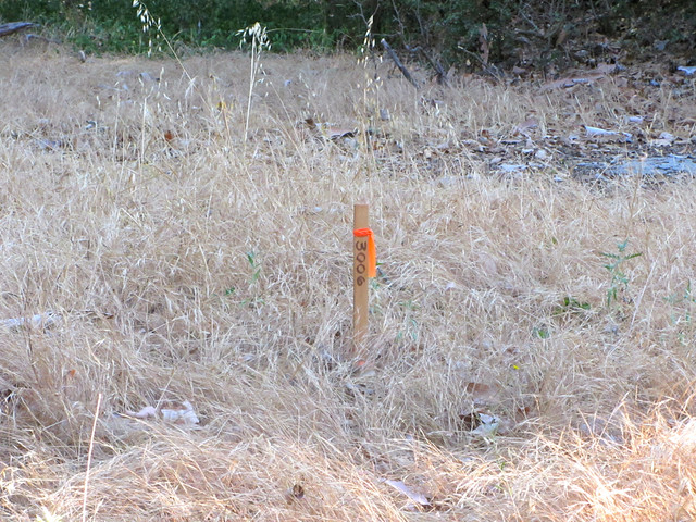 surveyor's stake