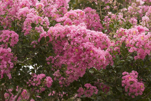 Crepe Myrtle Flowers by bahayla