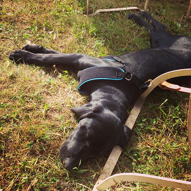 Huck got so many smooches and snuggles at Brimfield today that he had to stop and take a snooze.