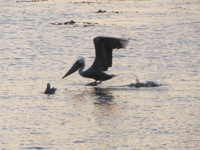pelican taking flight