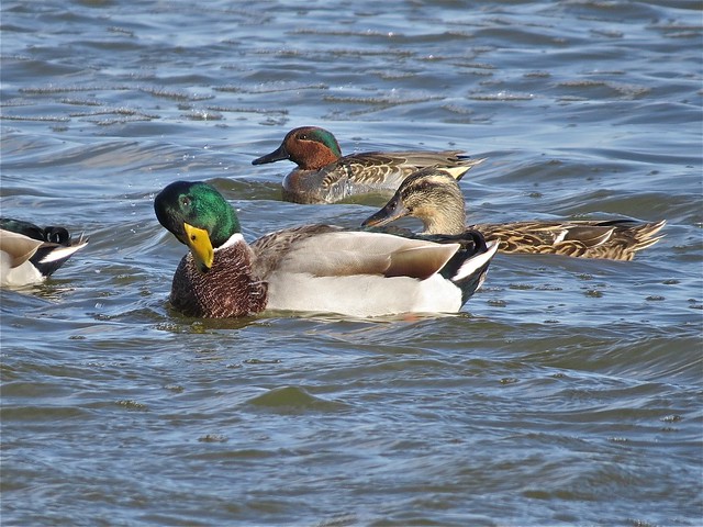 Green-winged Teal and Mallard at the Gridley Wastewater Treatment Ponds in McLean County, IL 02
