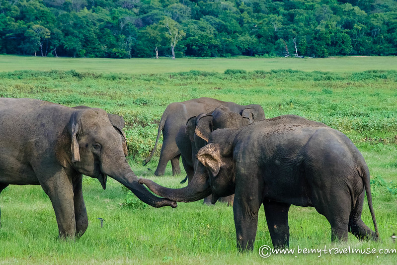 sri lankan elephants