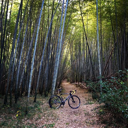 トレイル探索の続き。この竹林は抜けられないかと思って焦った。 #cyclocross #cxjp #ridley