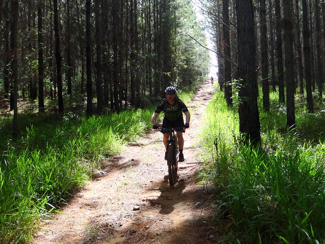 Riding Through the Pine Forest