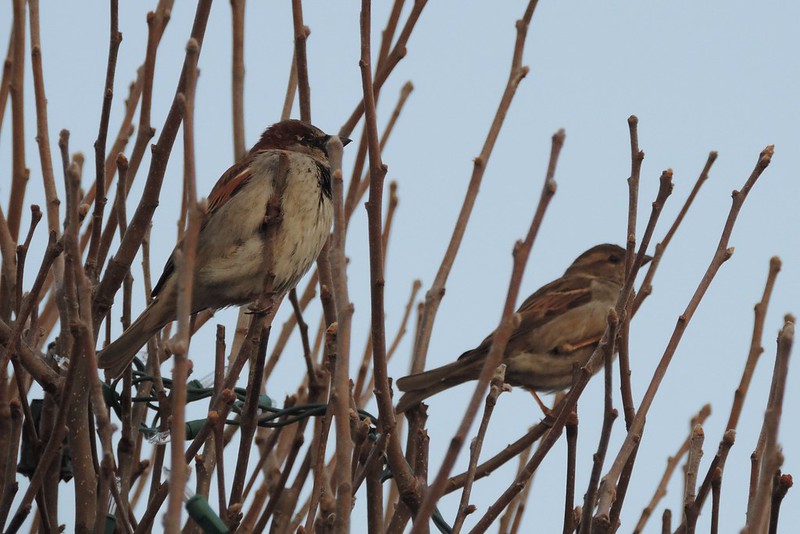 House Sparrows ♂ and ♀