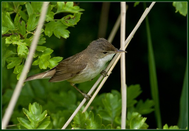 Reed Warbler Canvey Wick 2