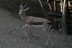 Dorcas gazelle