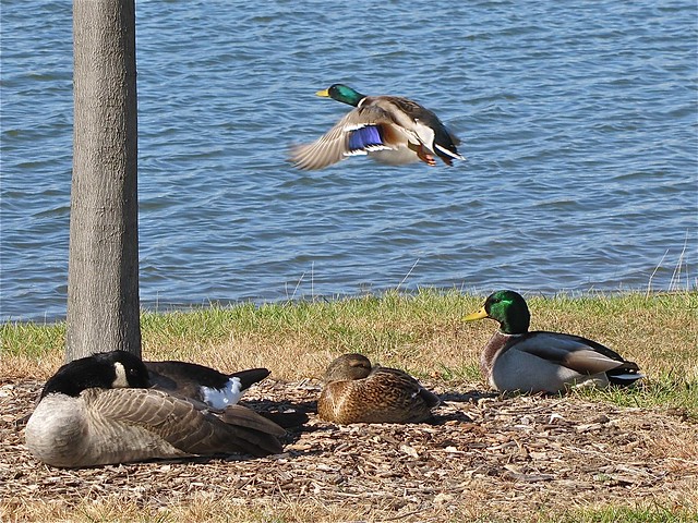 Mallards and Canada Goose at White Oak Park in Bloomington, IL
