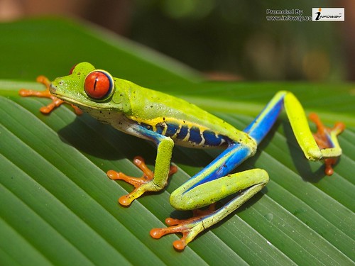 Frog Natural HD Wallpaper