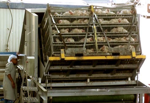 זוגלובק - תרנגולים נשפכים ממשאית כמו חצץ