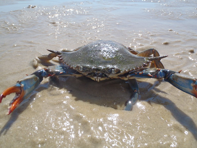 Crabbing with pots and lines is permitted from Kiptopeke's fishing pier.