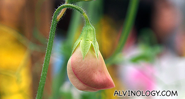 Cute little flower pod