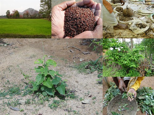 Validated and Potential Medicinal Rice Formulations for Diabetes Type 2 and Prostate Cancer Complications (TH Group-190) from Pankaj Oudhia’s Medicinal Plant Database by Pankaj Oudhia