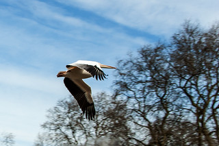 Pélican en plein vol à St Jame's Park