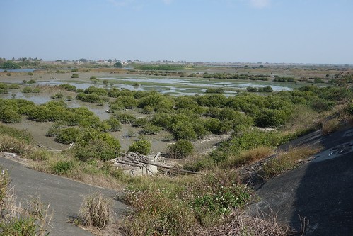 學甲濕地一景，學甲濕地所吸引的黑面琵鷺已經超過七股濕地。攝影林珮芸