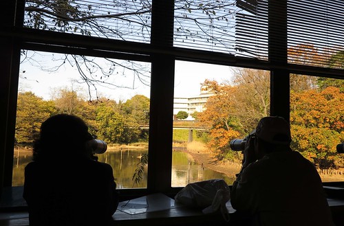 在日本中央博物館的生態園野鳥觀察舍，欣賞秋日。攝影：范欽慧。