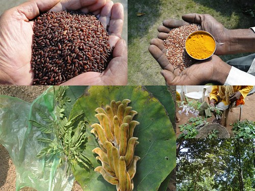 Validated and Potential Medicinal Rice Formulations for Hypertension (High Blood Pressure) with Diabetes mellitus Type ii (Madhumeh) Complications (TH Group-302-1A) from Pankaj Oudhia’s Medicinal Plant Database by Pankaj Oudhia