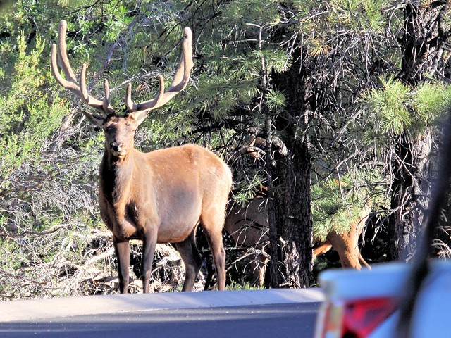 Bull Elks at parking lot 20130618